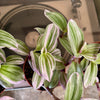4” Tradescantia Bubblegum