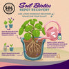 Sol Biotics - Repot Recovery