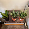 4” Sansevieria Silver Star