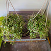 4”HBT String of Turtles