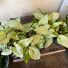 4” Syngonium Holly M