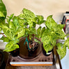 4" Syngonium Batik