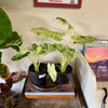 6” Alocasia Blizzard