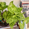 4" Syngonium Batik