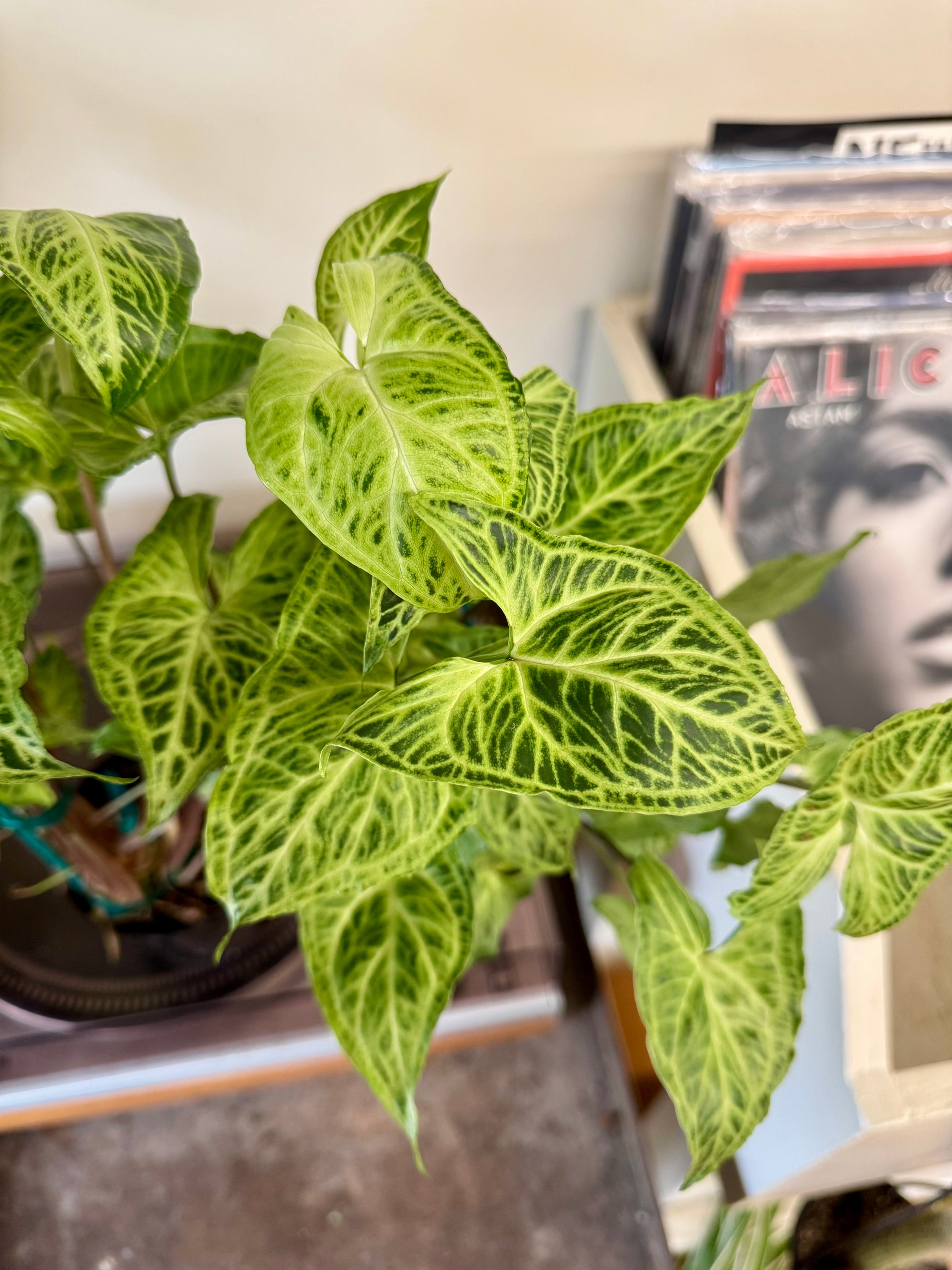 4" Syngonium Batik