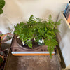 4” Rabbit Foot Fern
