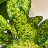 6” Dieffenbachia Military