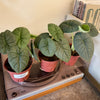 4” Alocasia Melo