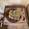 6” Mammillaria Polythele Sp.