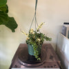 6”HB Variegated Hoya Compacta