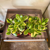 4” Reverse Variegated Jade