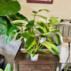 4" Philodendron 'Jose Bueno’
