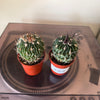 2.5” Stenocactus Multicostatus