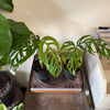 5” Monstera Esqueleto