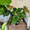 6” Anthurium Radicans