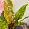 6” Philodendron Quadricolor
