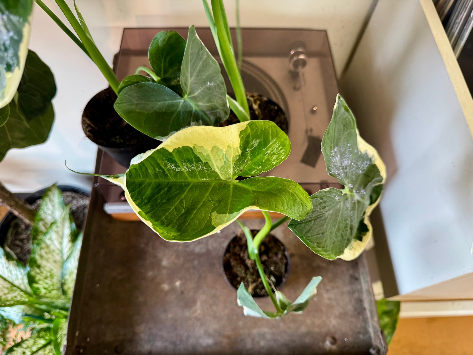 4” Alocasia Mickey Mouse