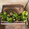 3” Peperomia Obtusifolia Marble