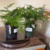 4” Rabbit Foot Fern