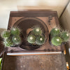 4” Mammillaria Un Pico