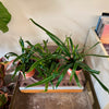 4” Blue Oil Fern