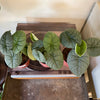 4” Alocasia Melo