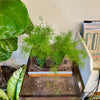 4" Asparagus Fern