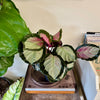 6” Calathea Rosy (Pale)