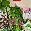 8”HB Global Green Pothos