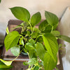 6” Tropical Plant Combo