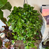8”HB Global Green Pothos