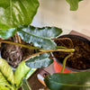 6” Philodendron Billietiae Black