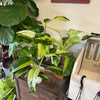 4" Philodendron 'Jose Bueno’