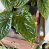 6” Anthurium Radicans