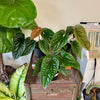 6” Anthurium Radicans