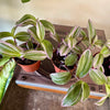 4” Tradescantia Bubblegum