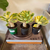 4” Variegated Euphorbia Poissonii