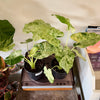 6” Alocasia Blizzard