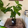 4" Sygnonium Mojito