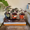 4” Peperomia Ripple "Emerald"