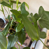 6" Philodendron Bippenifolium