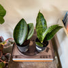 5” Sansevieria Whale Fin