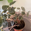 4" Peperomia Ripple ‘Dark Beauty’