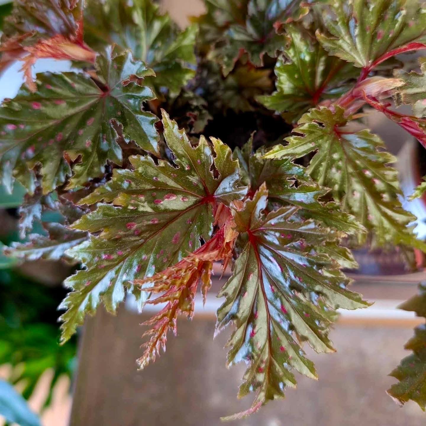 4” Begonia Serratipetala