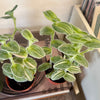 4” Var. Tradescantia Sillamontana