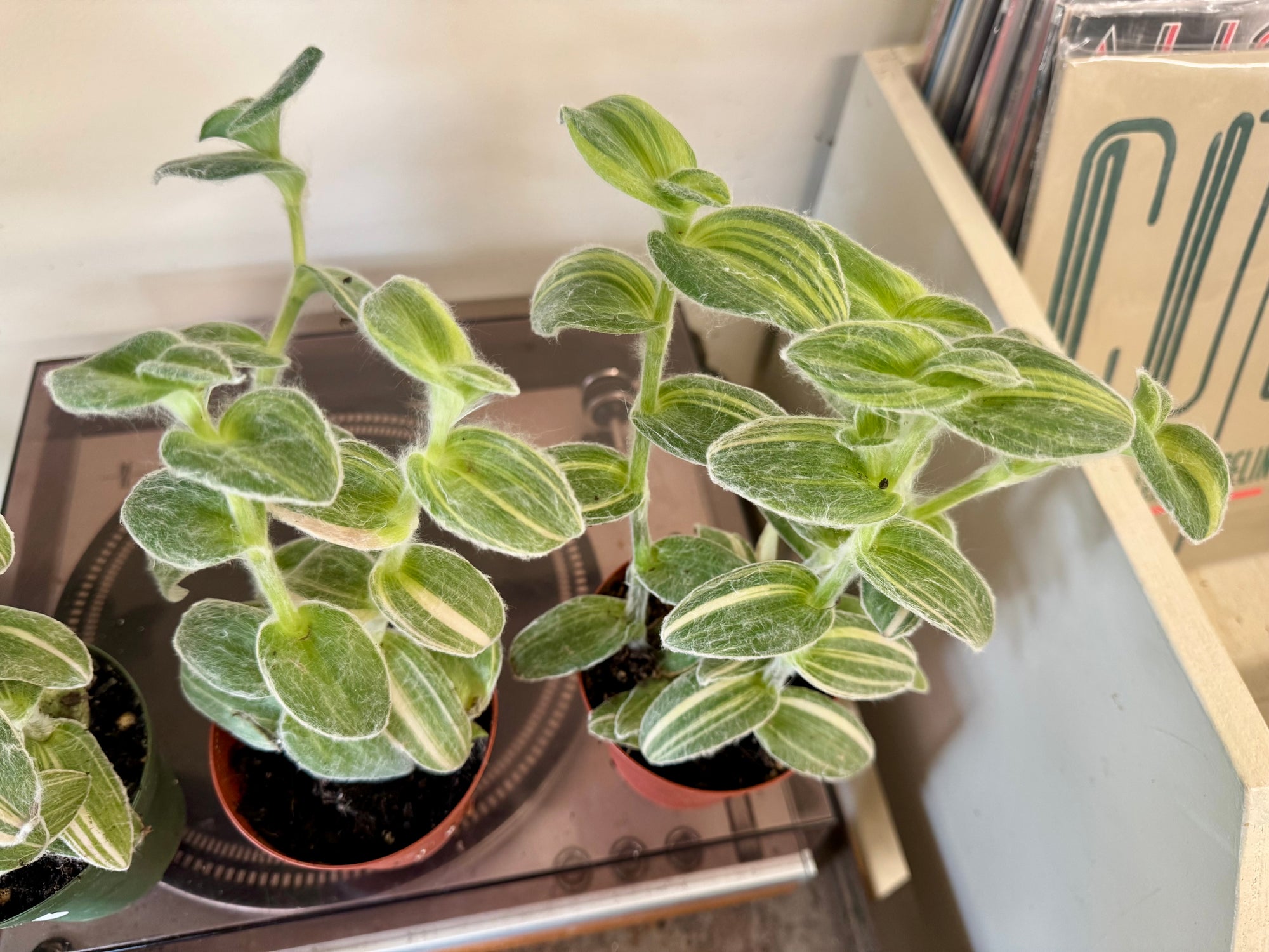 4” Var. Tradescantia Sillamontana