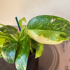 4” Philodendron 'Green Congo Nuclear' Variegated