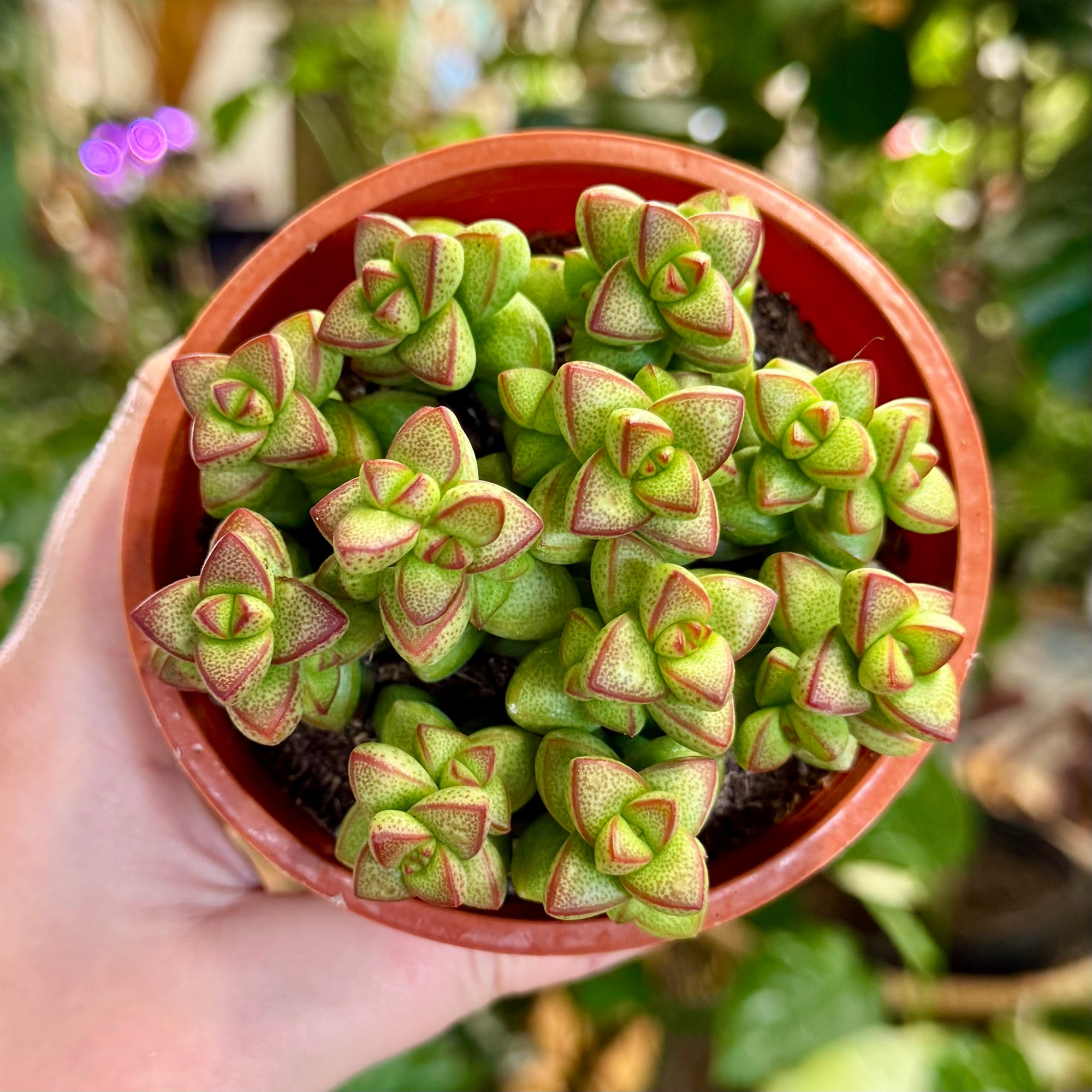 rupestris succulent 4” Crassula Rupestris