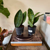 5” Sansevieria Whale Fin