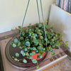 6"HB Peperomia Ruby Cascade